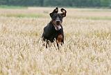 DOBERMANN 243